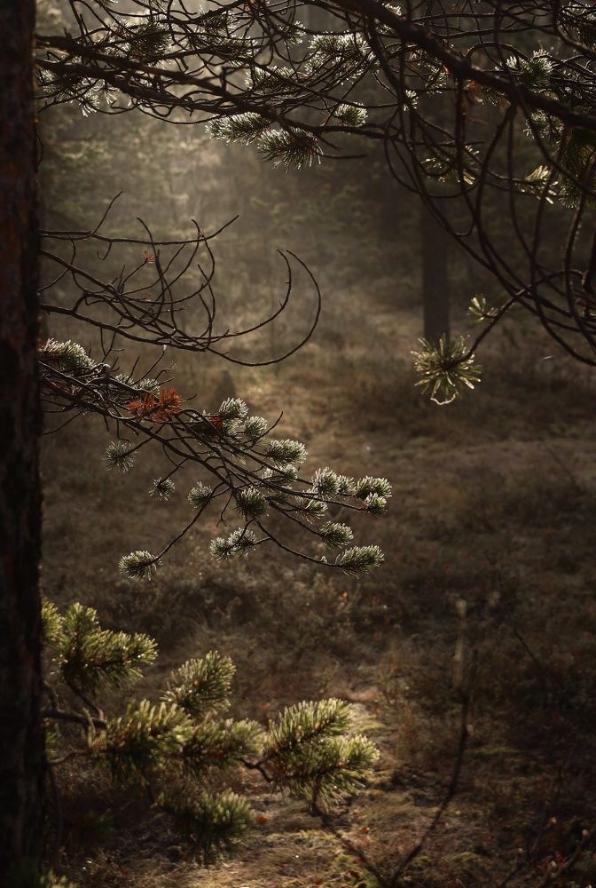 Морозное утро