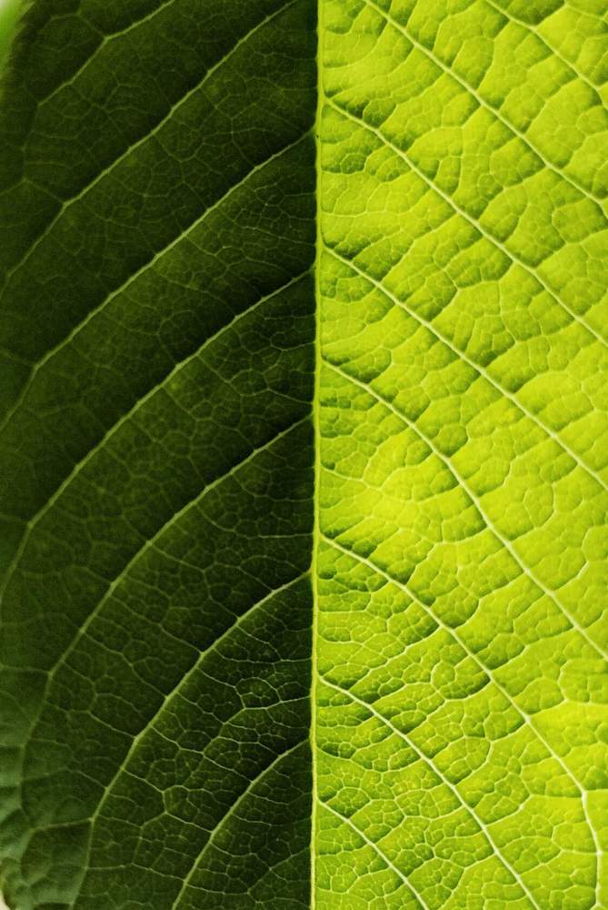 Photograph by Татьяна Кужлекова