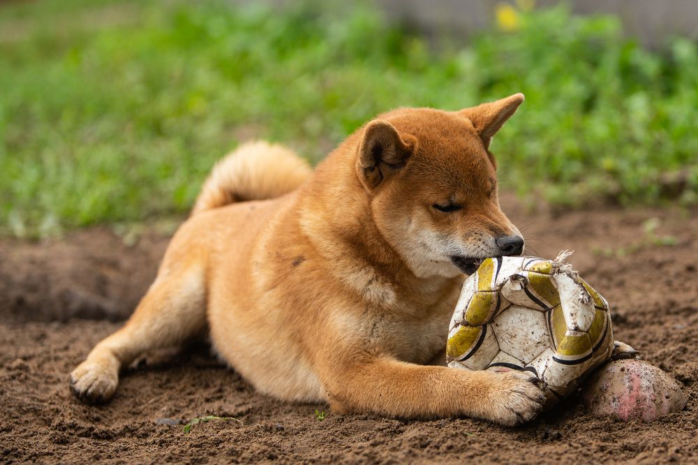 Не съем, так надкусаю