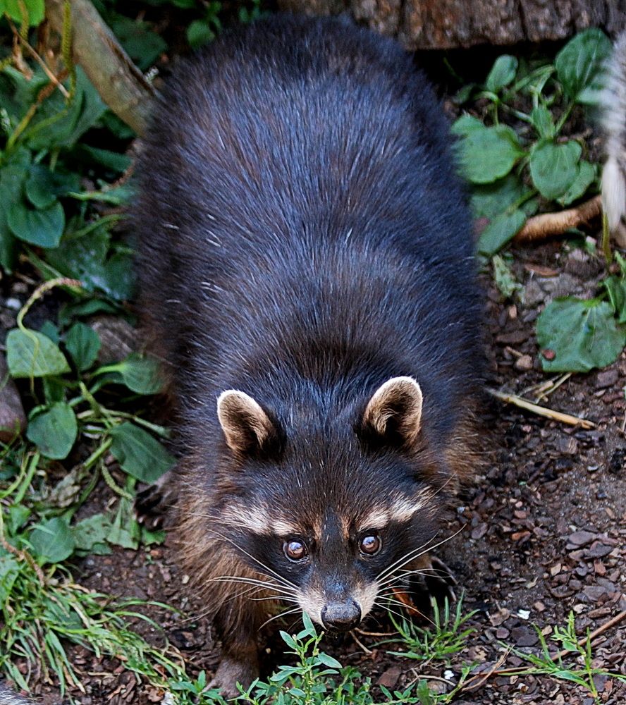 Фотография автора АЛЕКСАНДР ЦЫГЕЛЬНЮК