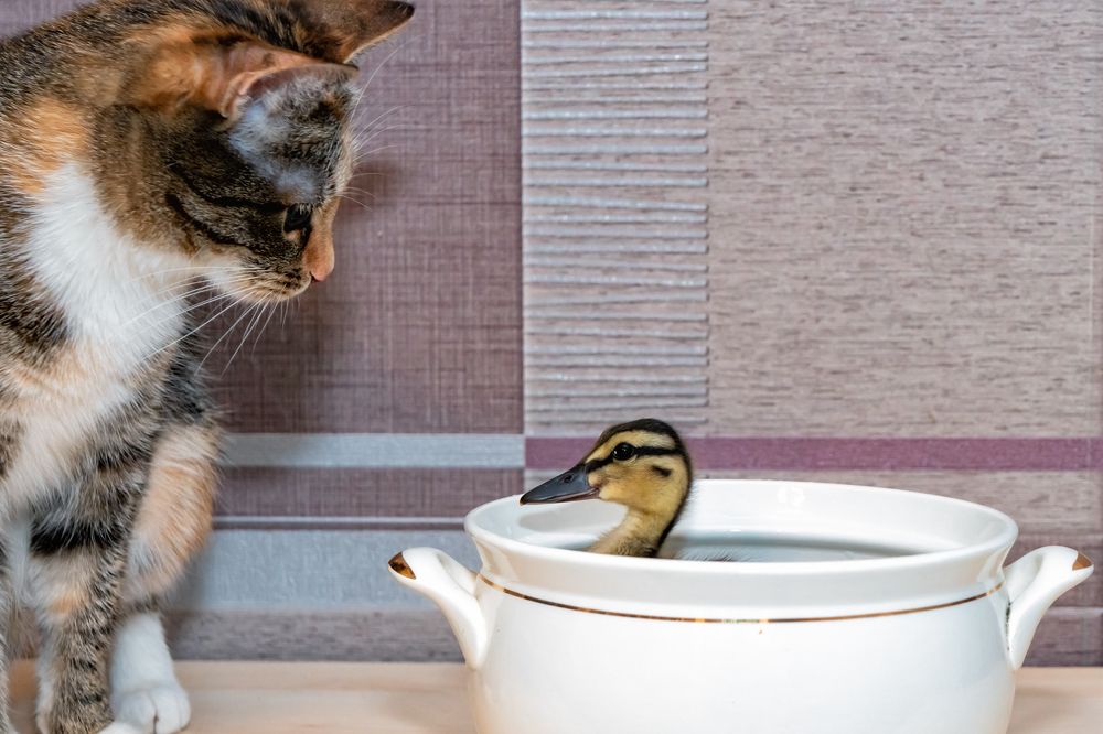 Photograph by Александр Колляков