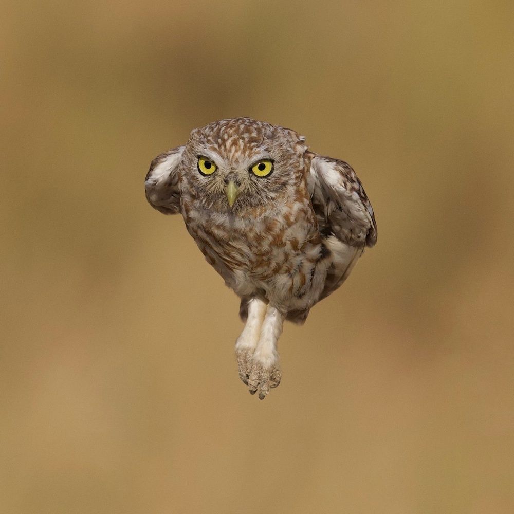 Фотография автора David Manusevich