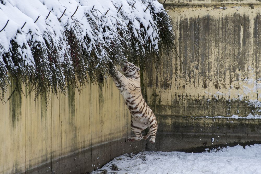 Photograph by Nikolay Dimitrov