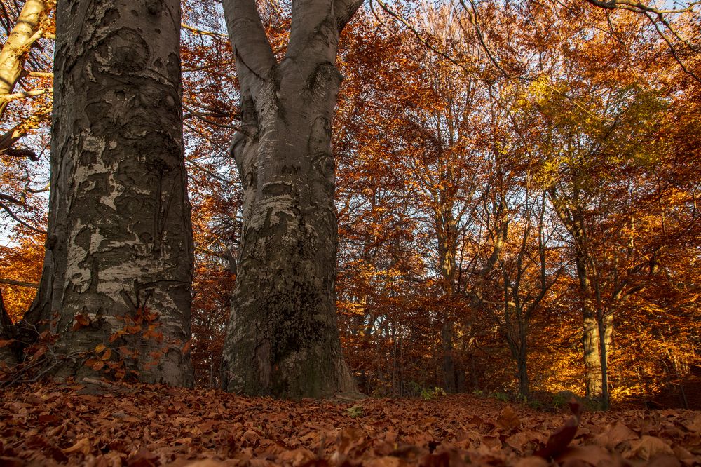 Photograph by Nikolay Dimitrov