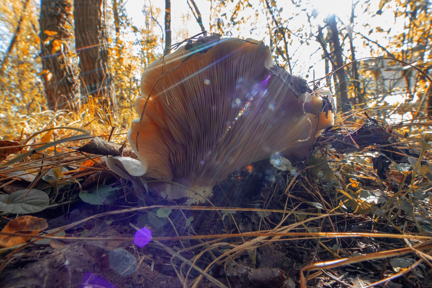 Photo #9680000