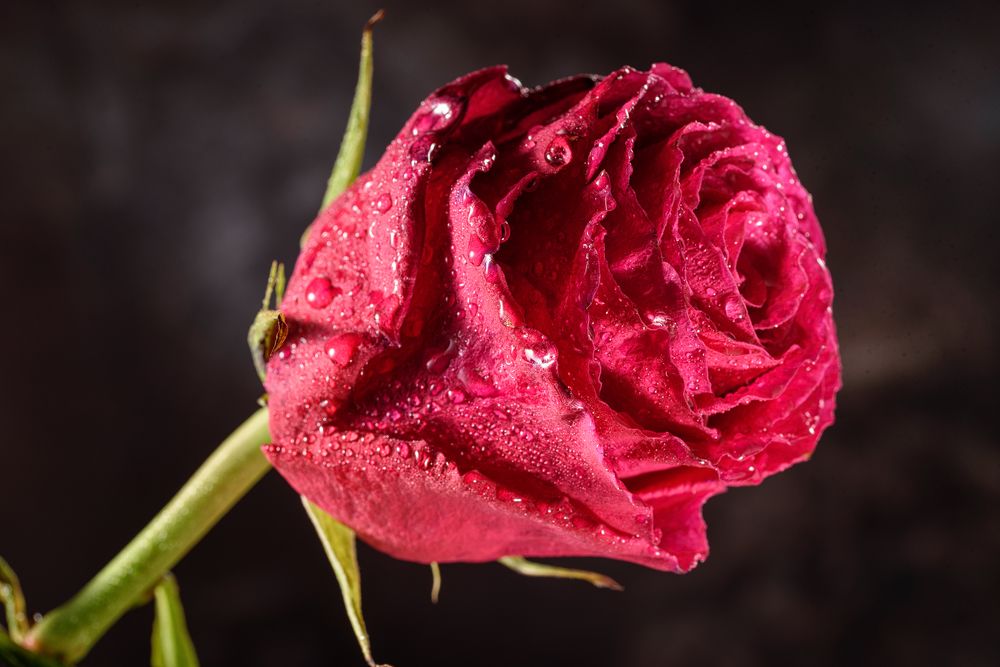 Photograph by Нуждин Андрей