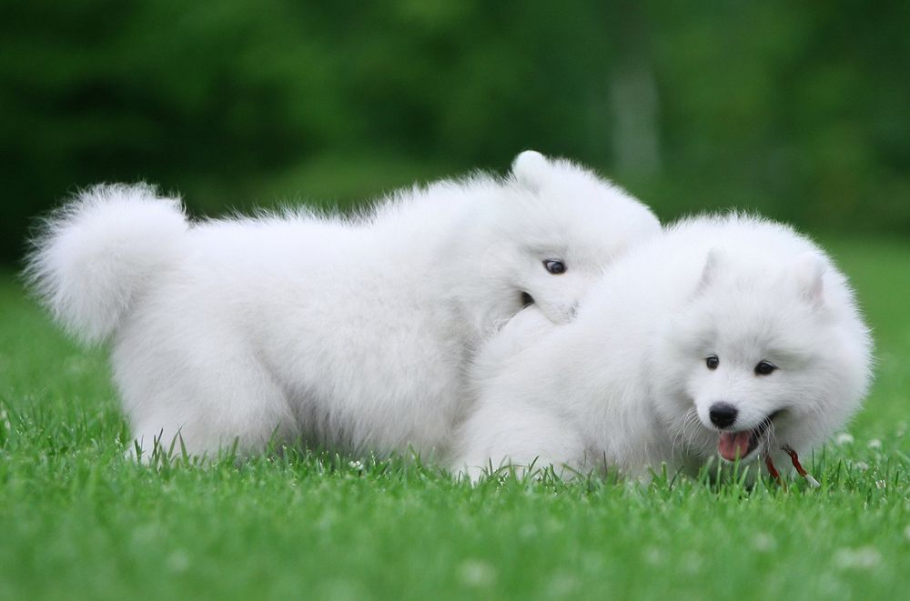 Фотография автора Надежда Лисицына