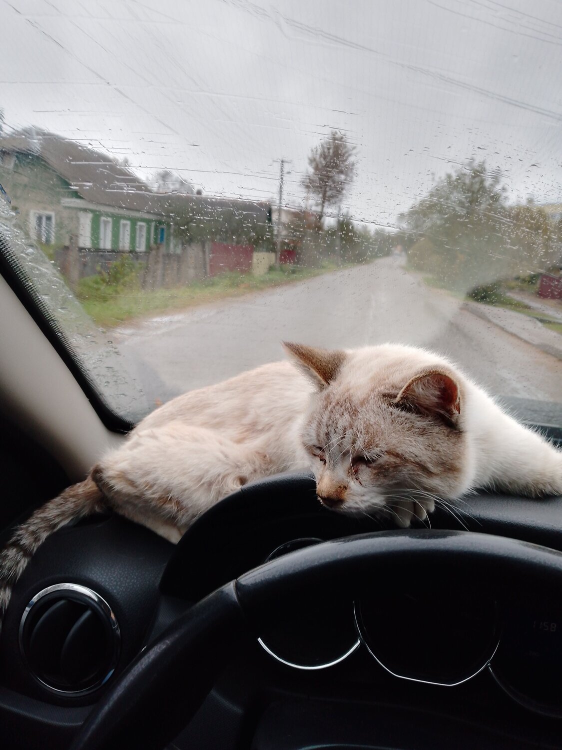 Photo #9680125