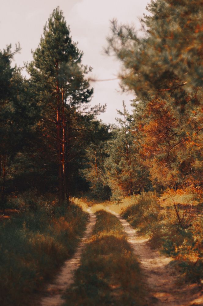 Осенний лес