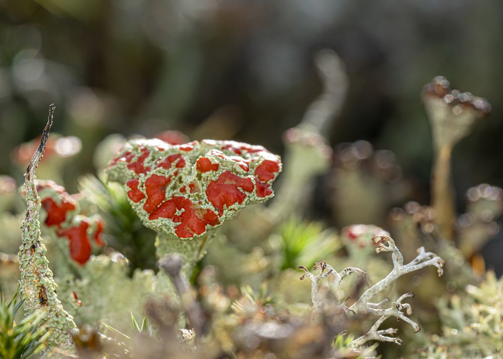 Кладонии Ладожского побережья