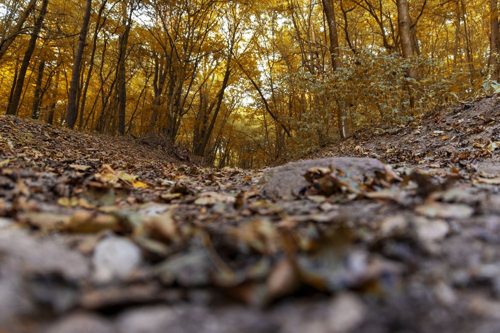 Photograph by Игорь Лейчонок