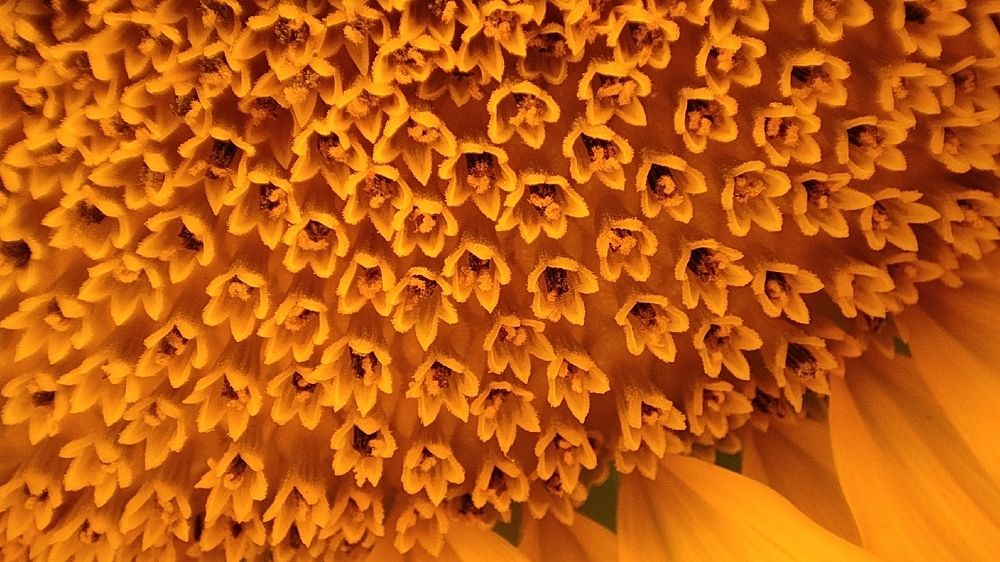 Фотография автора Mitra Amn