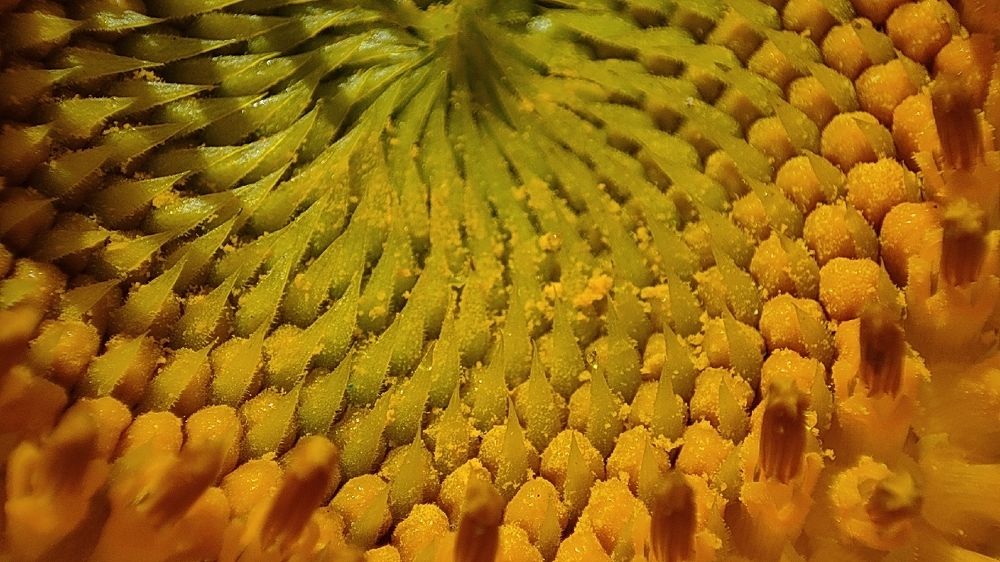 Фотография автора Mitra Amn