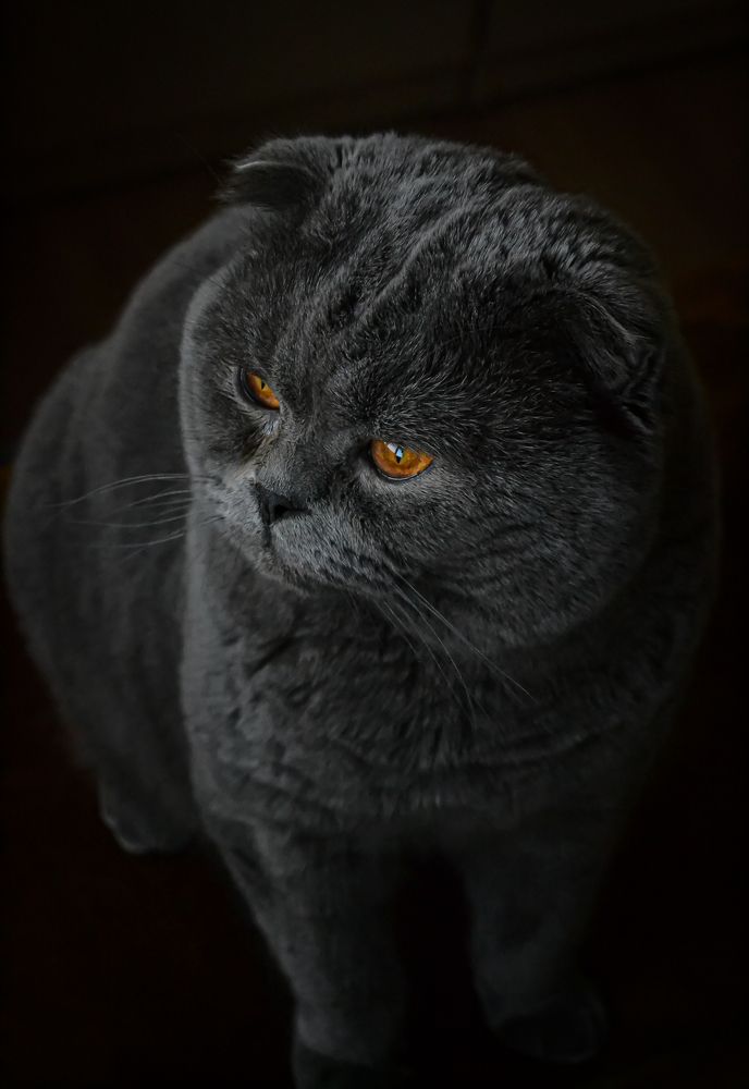 Фотография автора лада