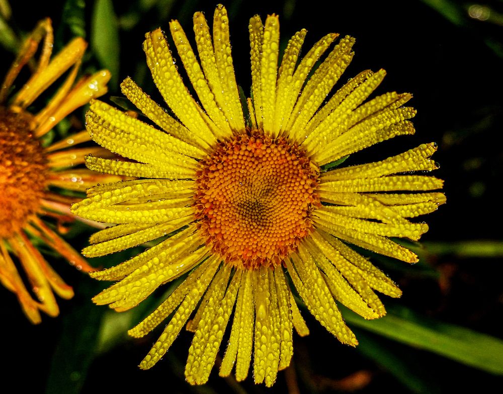 Photograph by Галина Искандарова