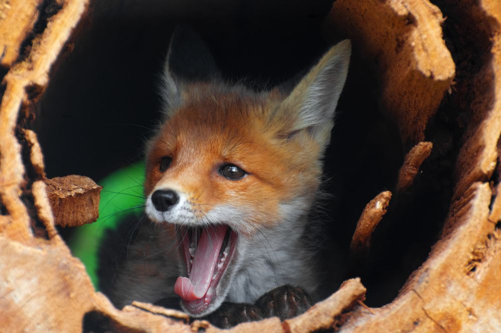 Photograph by Артем Клунко