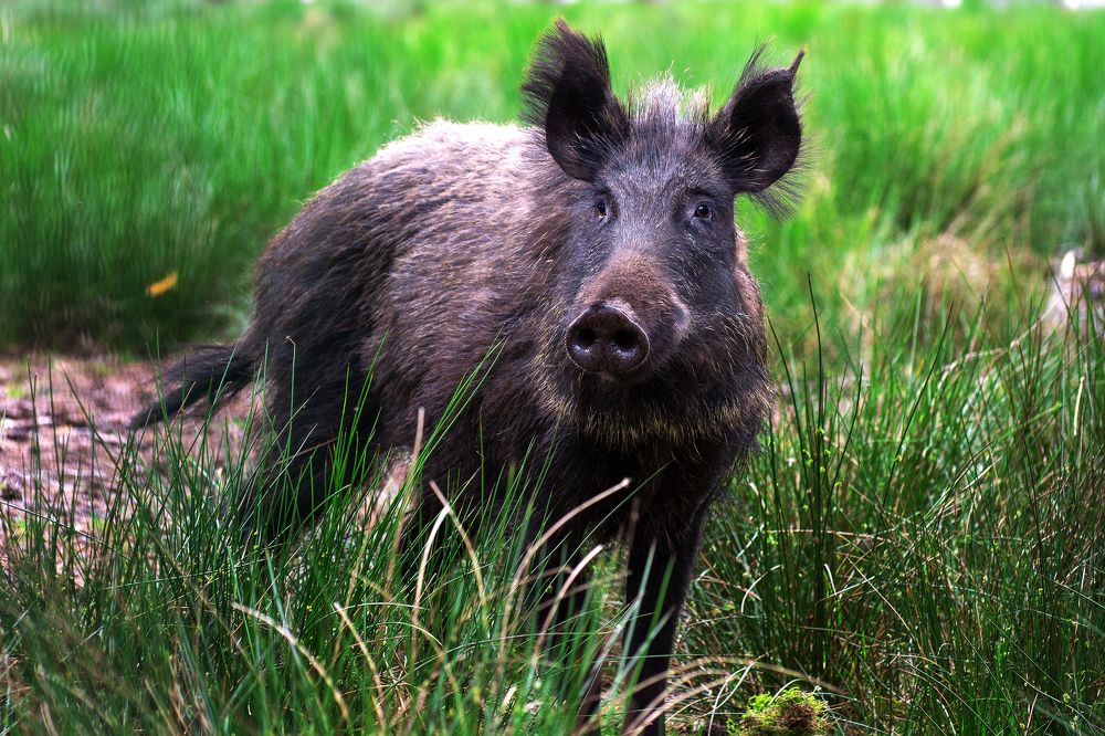 Photograph by Артем Клунко