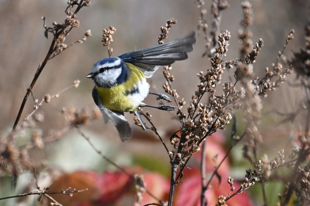 Фотография автора IRINA FILIPPOVA