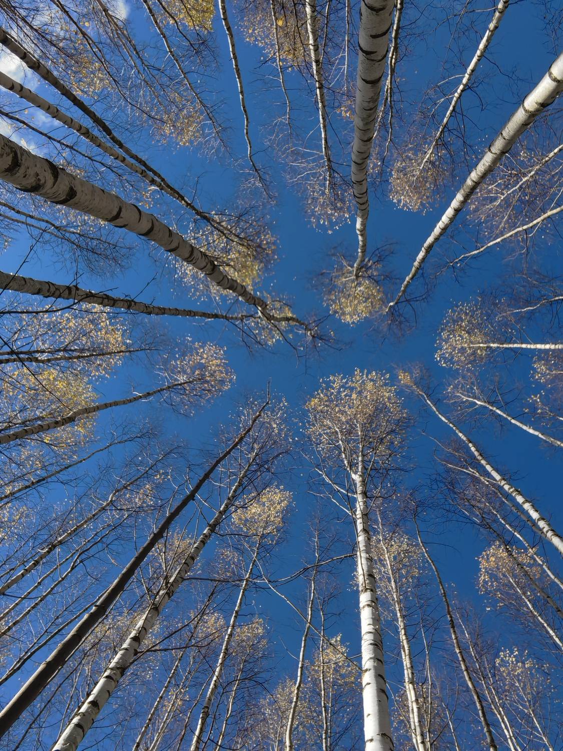 Photo #9680696