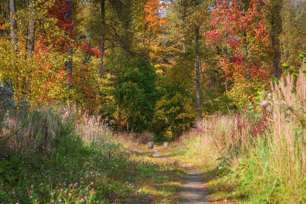 Фотография автора Михаил Ездаков