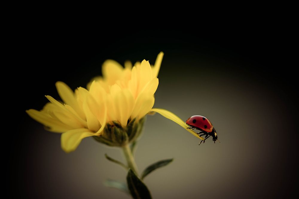 Photograph by Нели Арнаудова