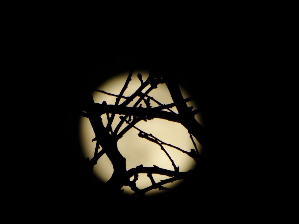 Паутина ветвей