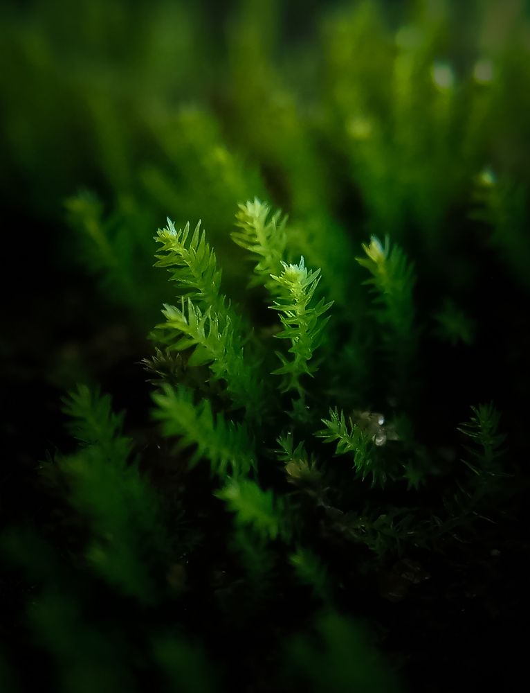 Photograph by Thimira dinisuru