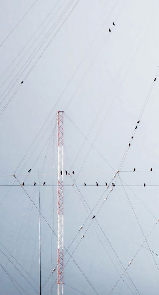 Minimal birds