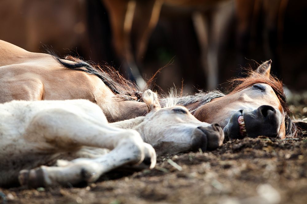 Photograph by Alexia Khruscheva