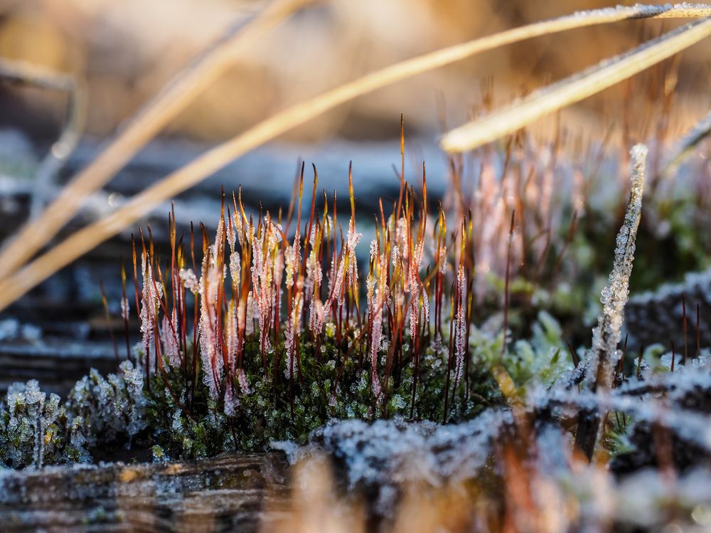 Photograph by Сергей Гаврилов
