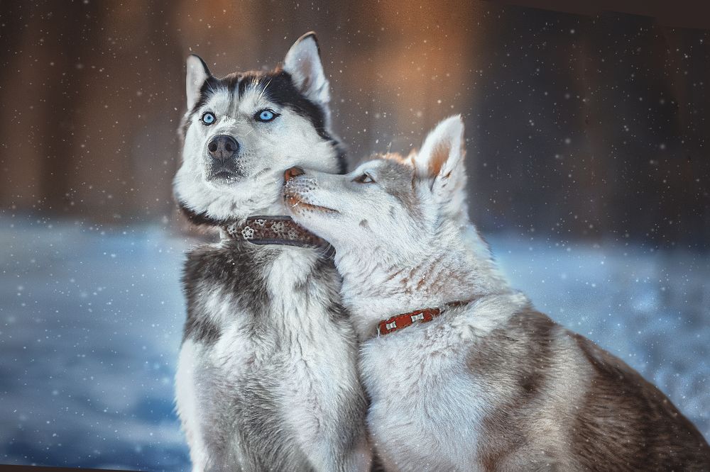 Photograph by Лысенкова Аксинья