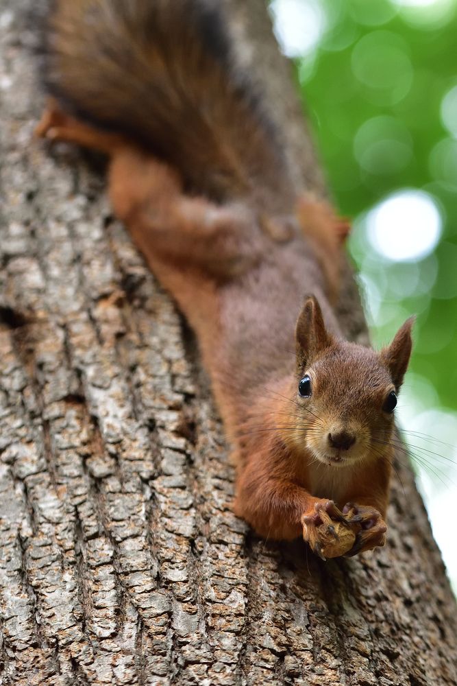 Photograph by Корнейчук Игорь