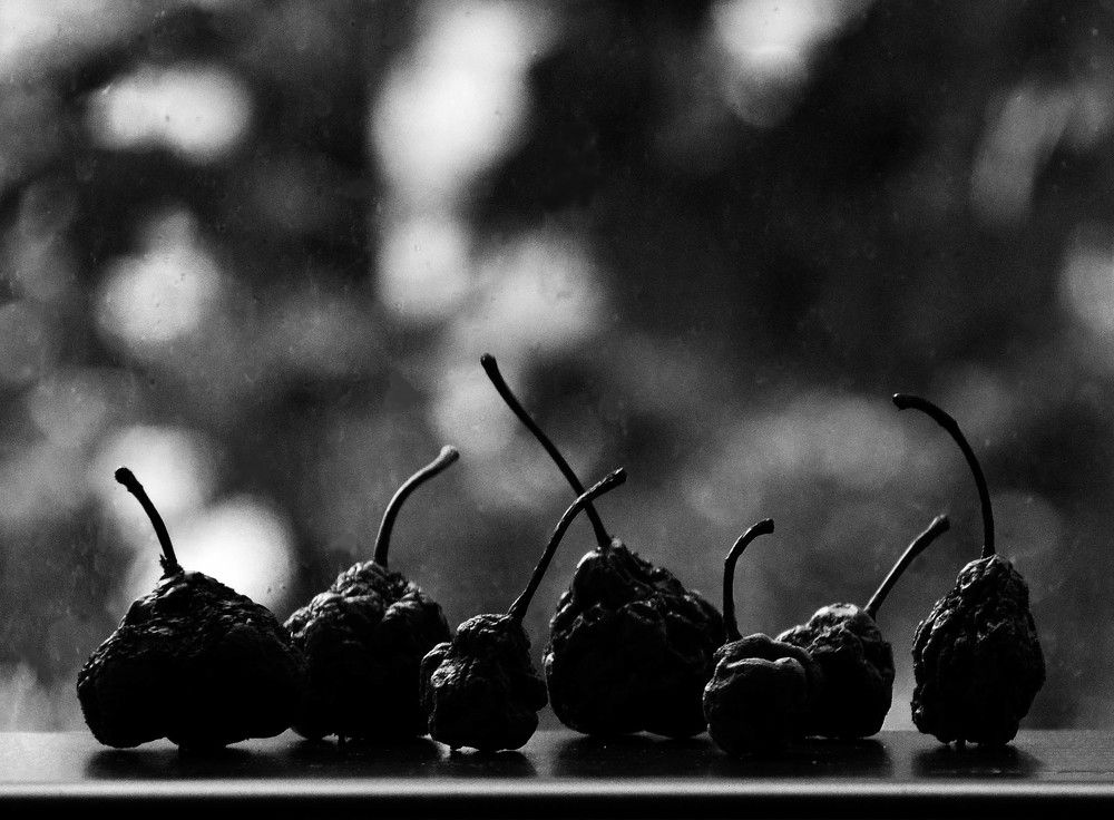 Photograph by 