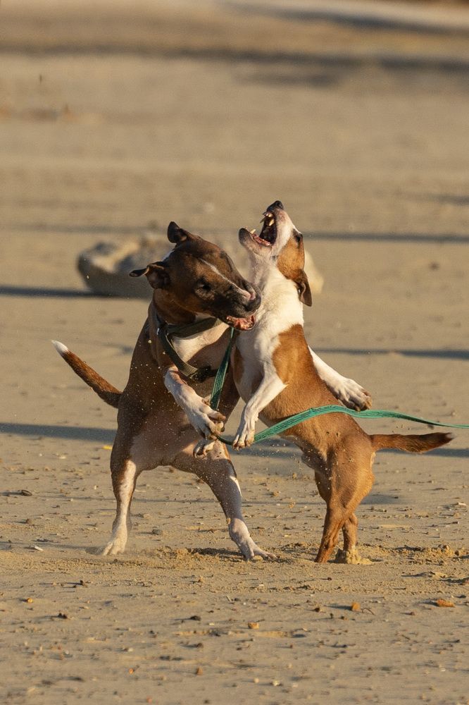 Фотография автора Светлана Зимина