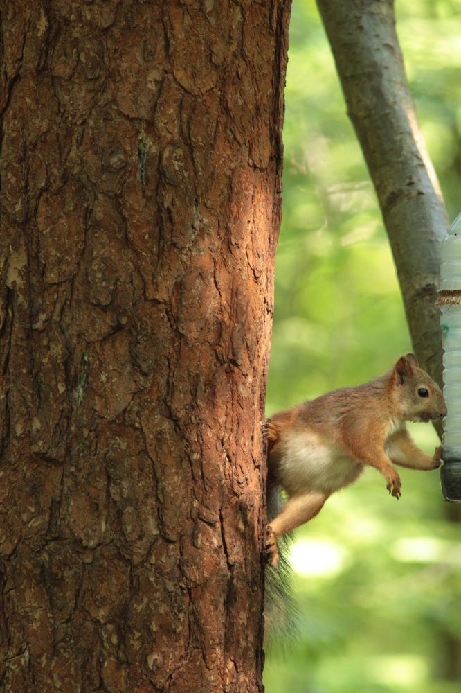 Photograph by Владимир Ясюкевич
