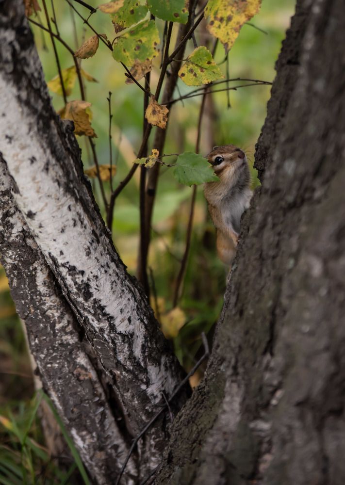Photograph by Наталья Сорокина