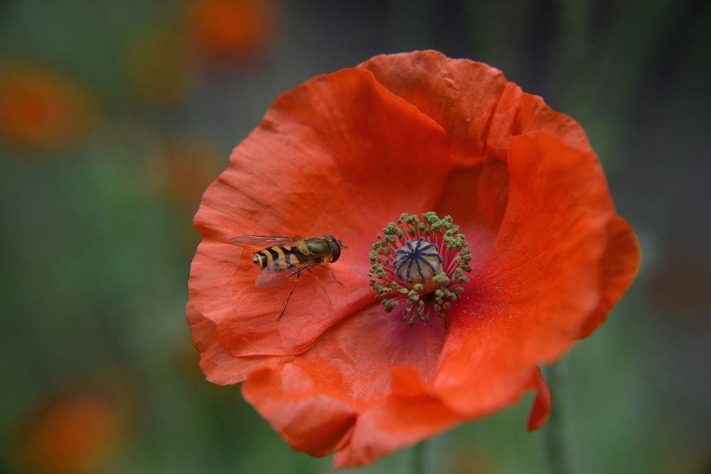 Photograph by Алексей Козлов