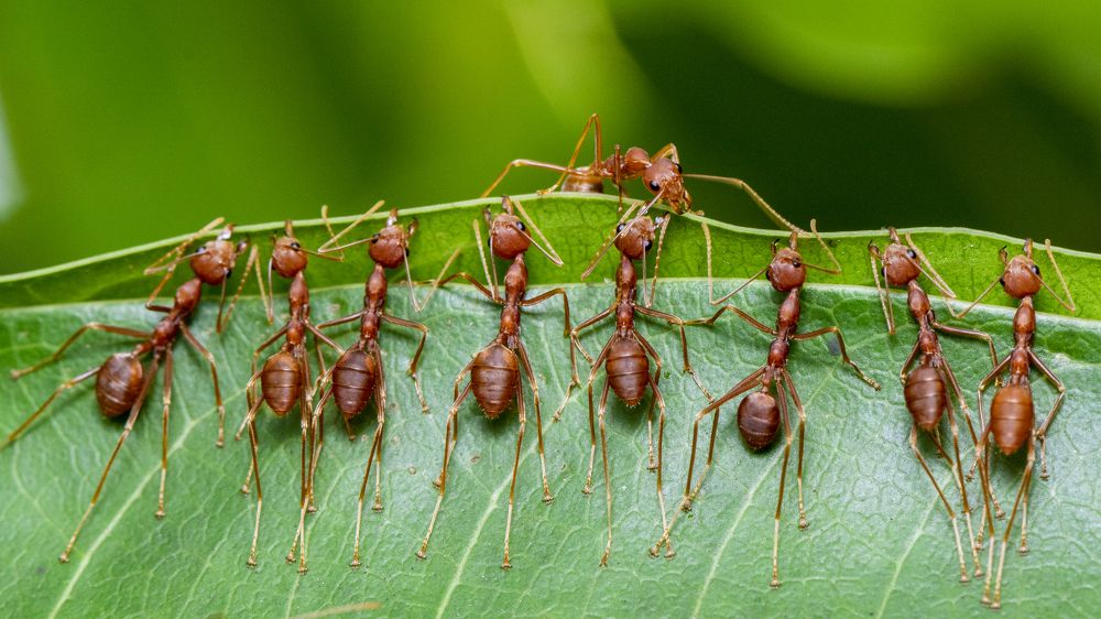 Фотография автора Rajeev Amaratunga