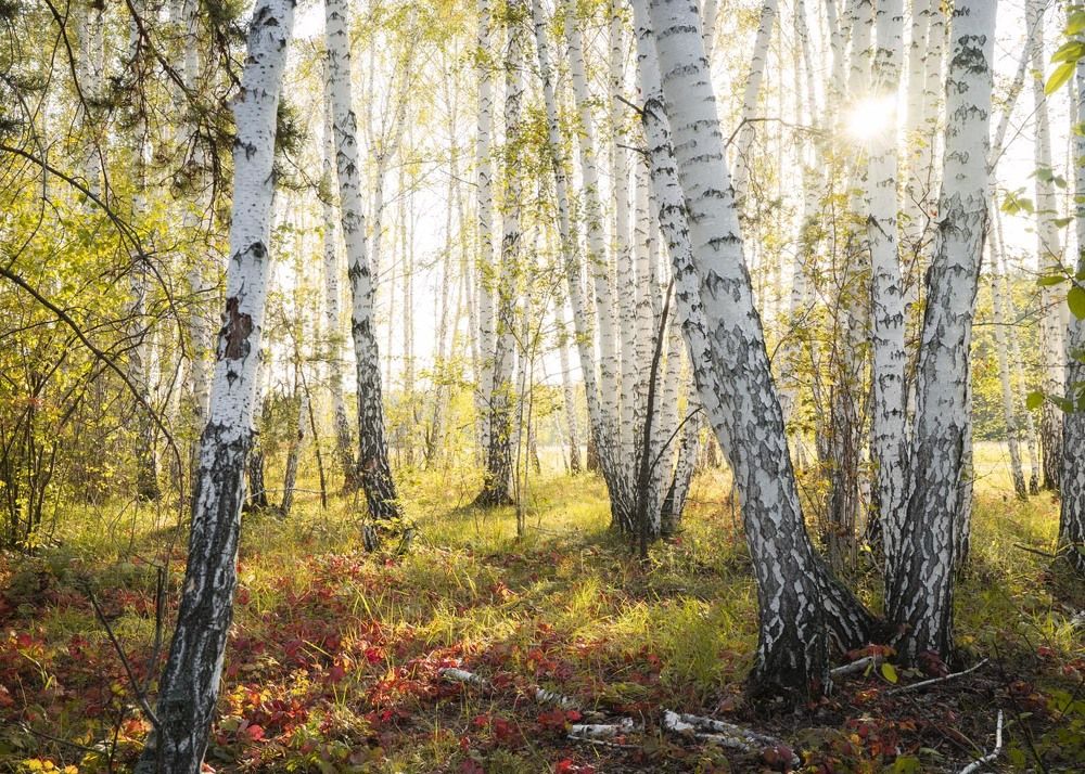 Фотография автора Татьяна Добровольская