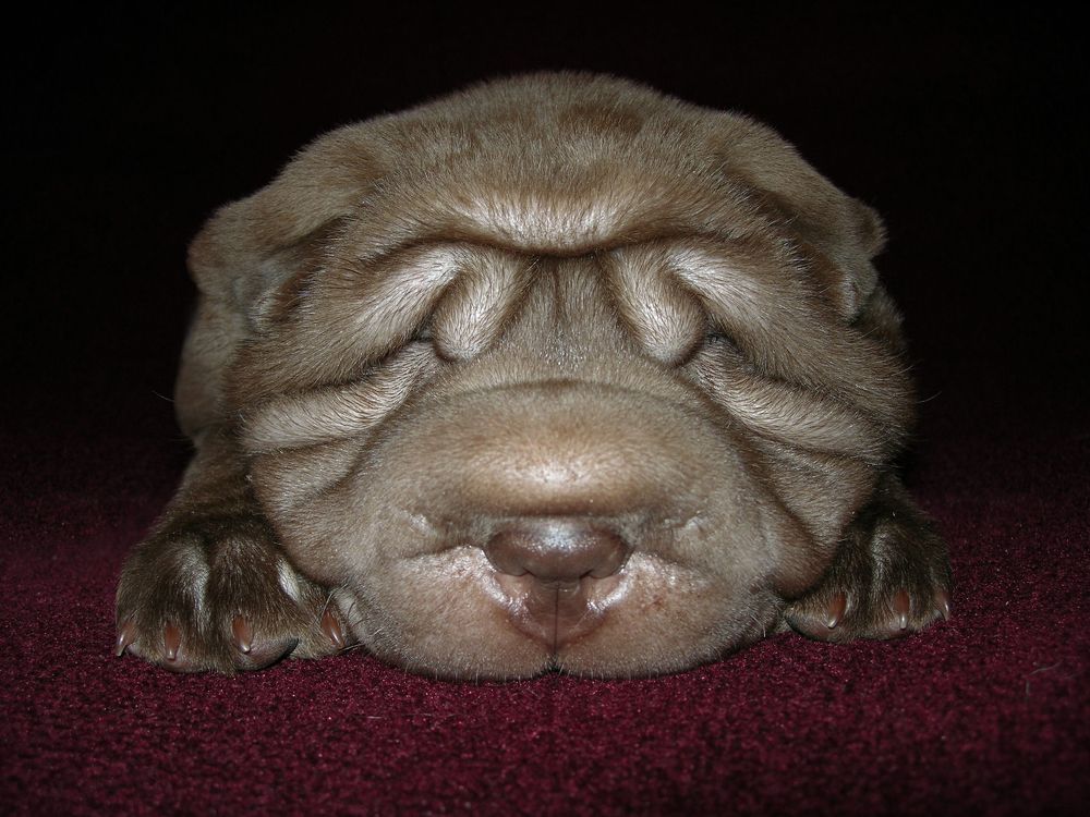 Photograph by Сушкевич Светлана