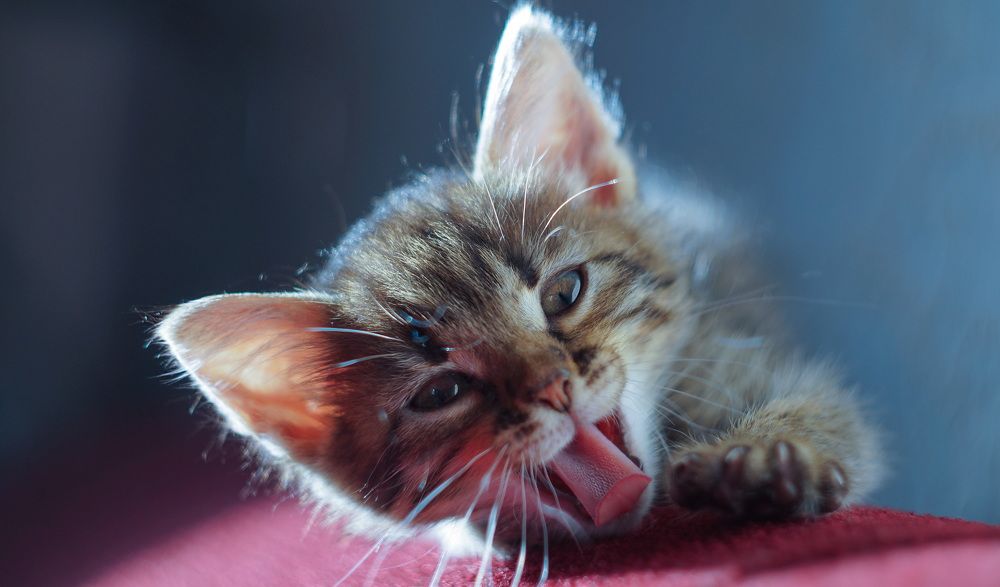 Photograph by Сушкевич Светлана