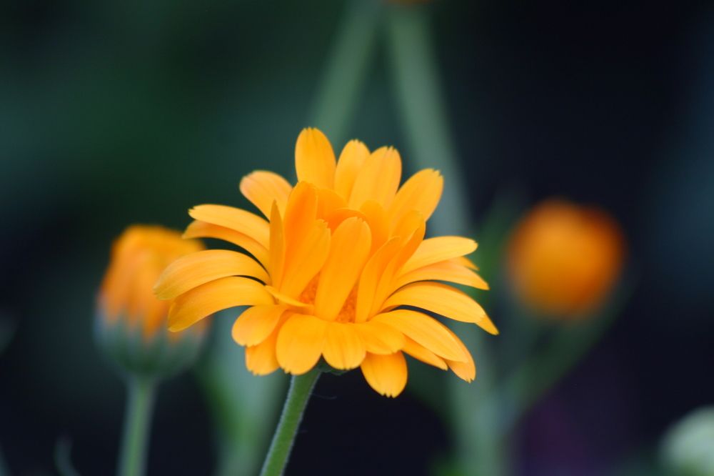 Photograph by Igor Kochkin