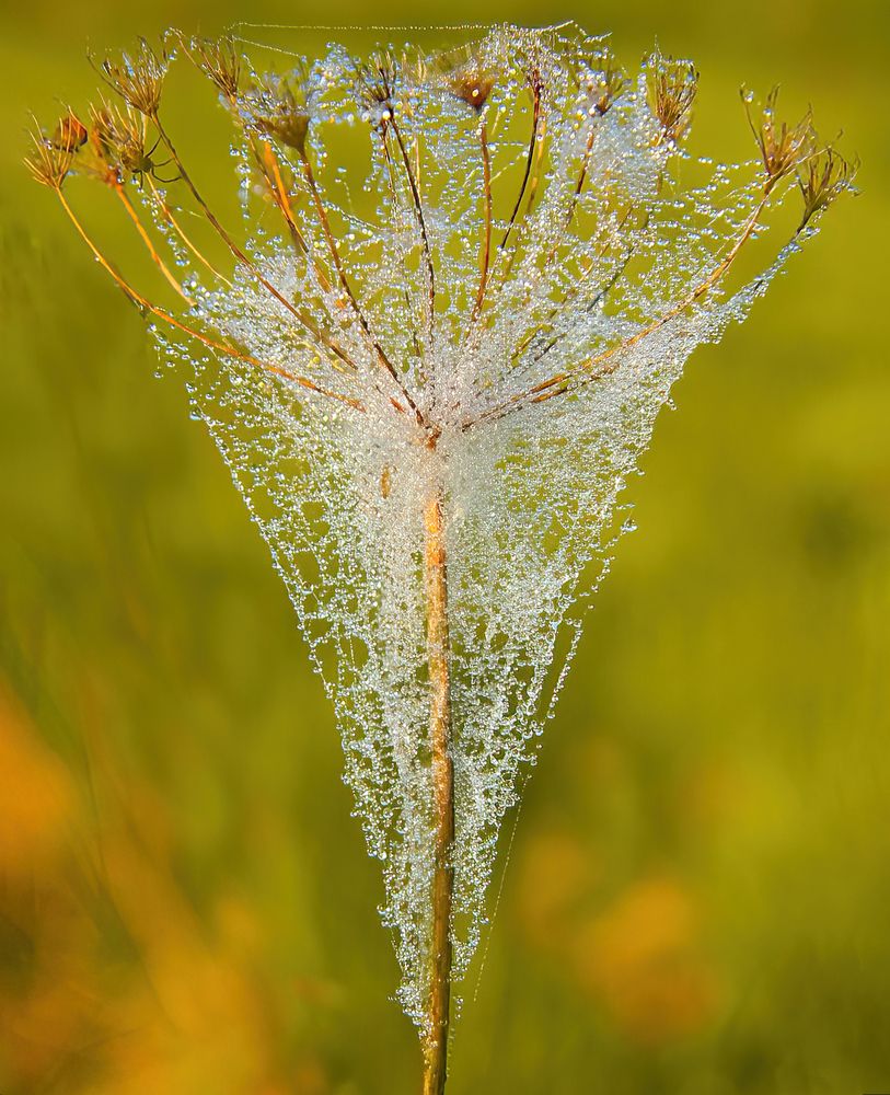 Хрустальный бокал