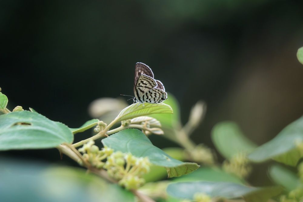 Beauty of Butterfly