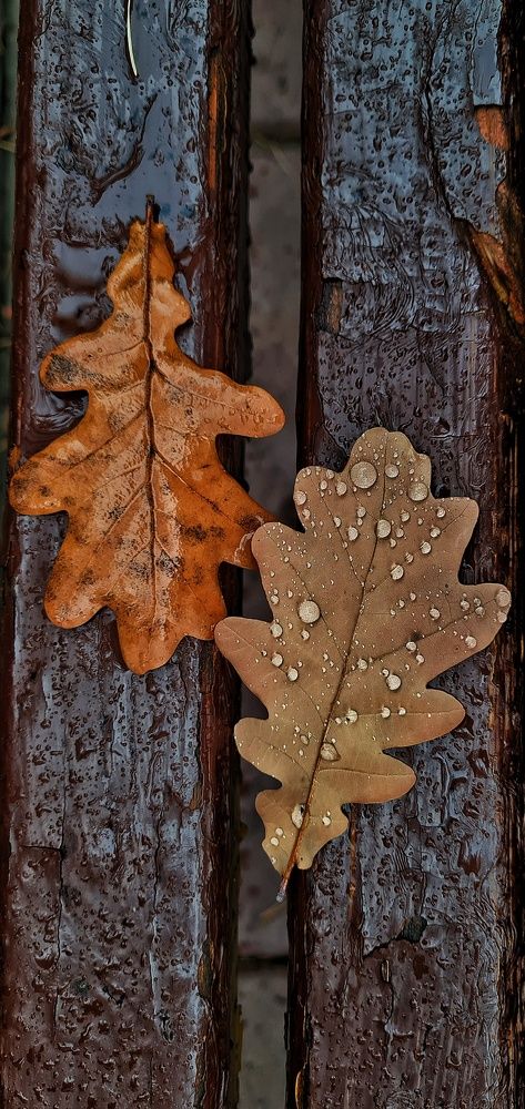 Photograph by Ольга Веселова