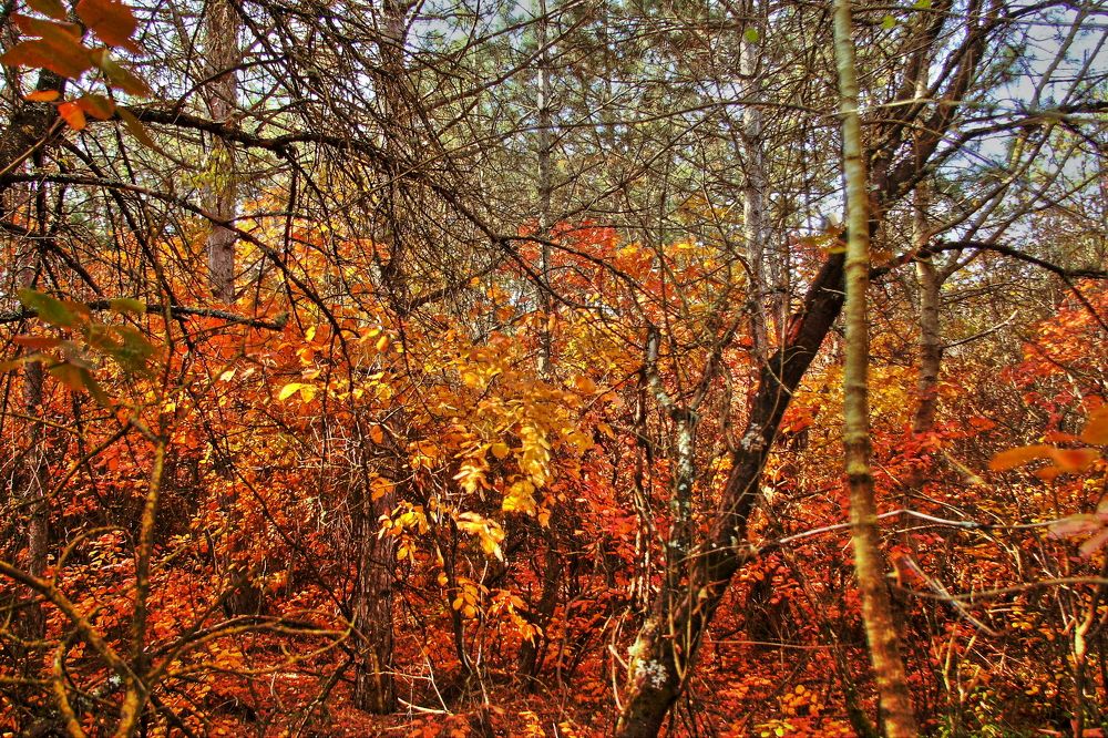 Photograph by Александр Кудрявцев