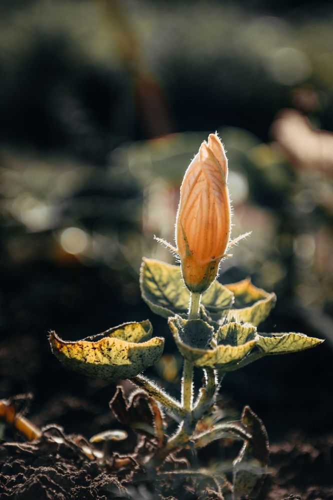 Фотография автора Николай Гришин