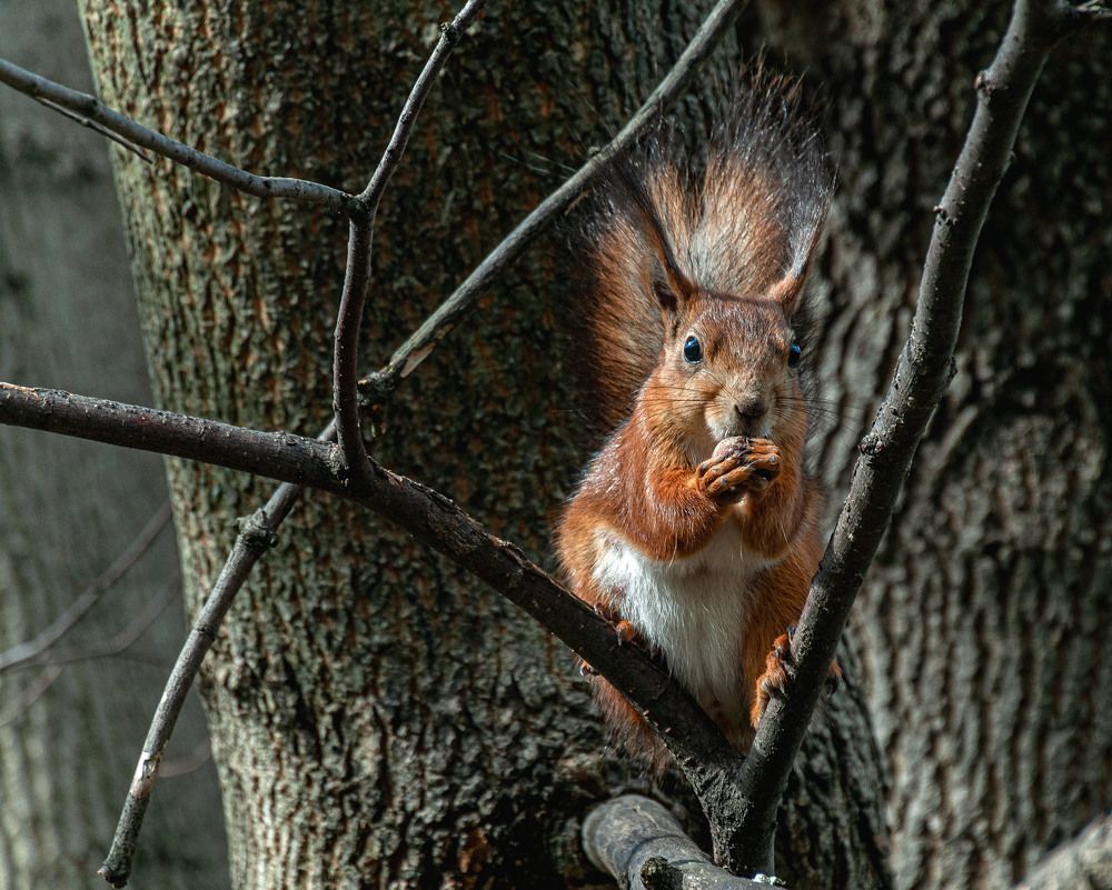 Photograph by Vladimir  Komarov