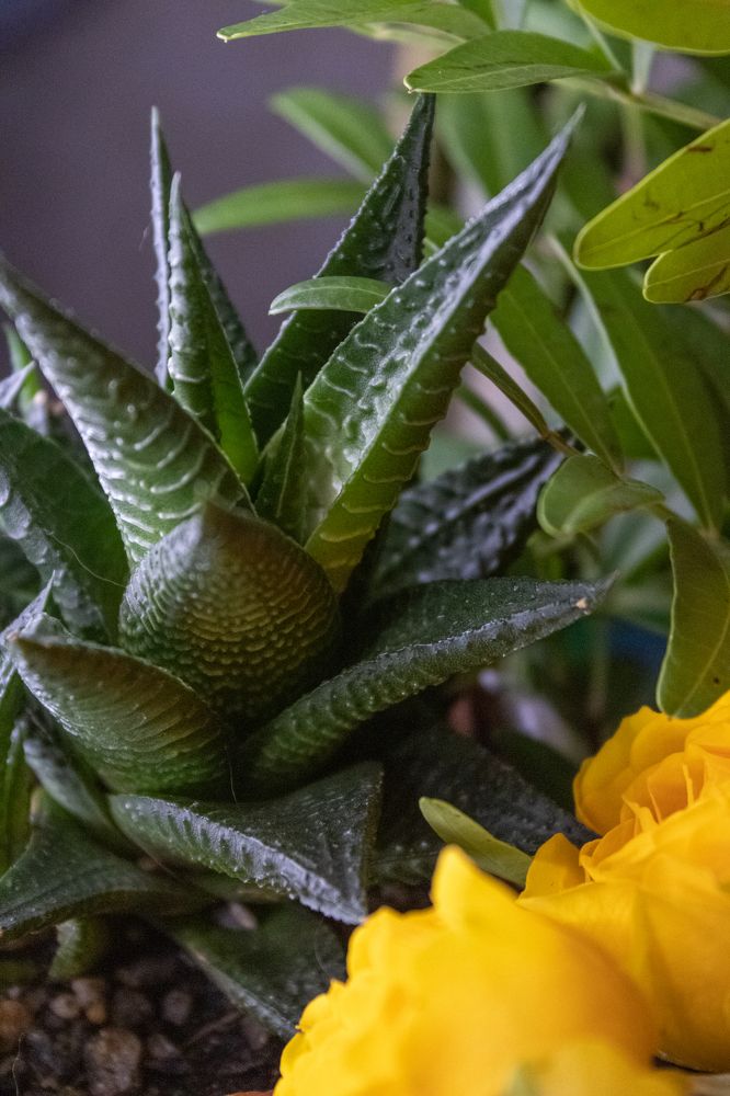 Космос Хавортии