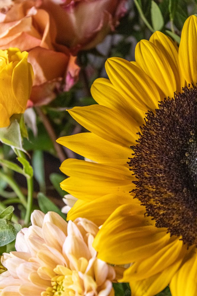 Космос подсолнуха